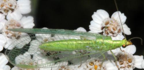 Réf. 326 755 : Chrysoperla sp.